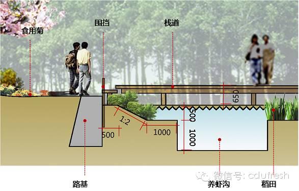 【新式】稻田养龙虾田埂设计图详细流程