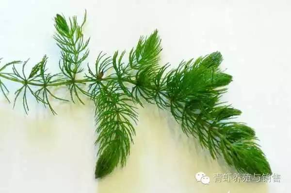 哪一种水草最适合养殖小龙虾？