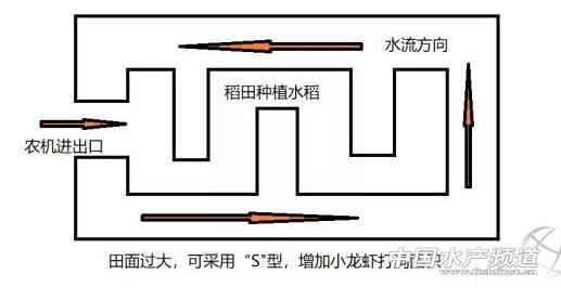 养殖小龙虾的浅水渠怎么挖好？