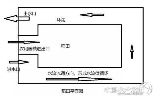 养殖小龙虾的浅水渠怎么挖好？