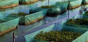 黄鳝网箱养殖高产技术方法