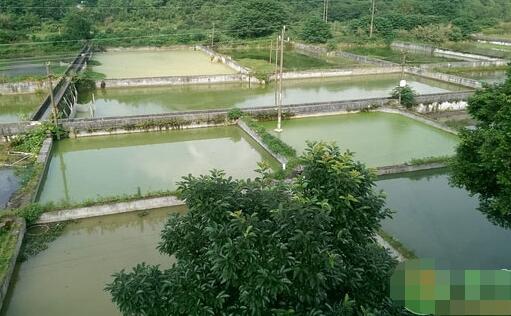 泥鳅换池会死怎么办？