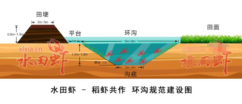 2019年小龙虾塘设计图大全（新设计图+视频）