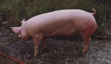 猪常见的六种饲料中毒症状及治疗方法