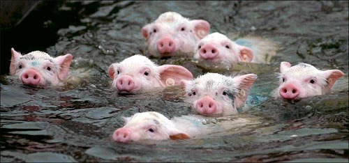 春天养猪需要注意的三点要素