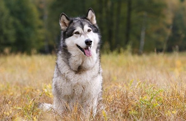 阿拉斯加犬拉肚子的原因