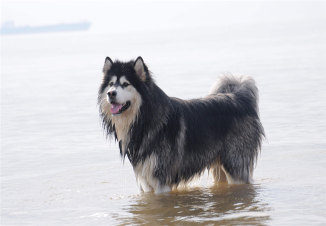 阿拉斯加犬如何度过夏天?吃什么比较好?