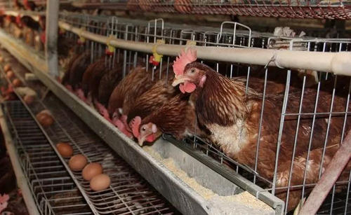 产蛋鸡的补钙方法和注意事项有哪些?