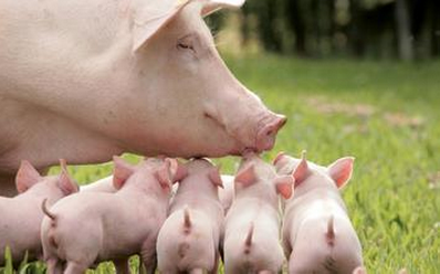 母猪繁殖障碍疾病和防治方法