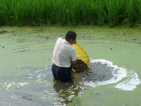 养殖泥鳅池塘该怎么搭建