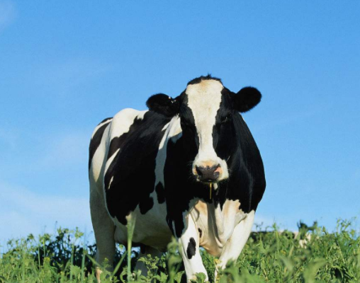 奶牛一天能产多少奶