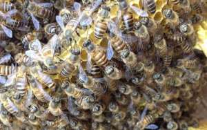 蜜蜂春繁为什么要紧脾？_库百科养蜂养殖