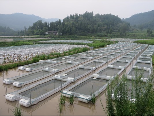 水蛭养殖池怎么建造