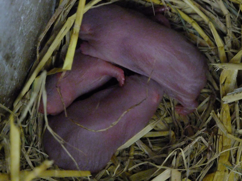 冬季竹鼠幼崽饲养管理