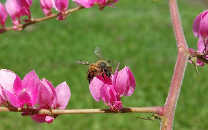 蜜蜂的特点和生活特征？