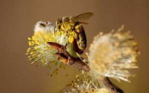 蜜蜂蛰伤的处理方法_库百科养蜂养殖