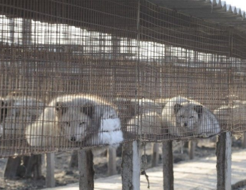 狐狸养殖场场址选择和搭建