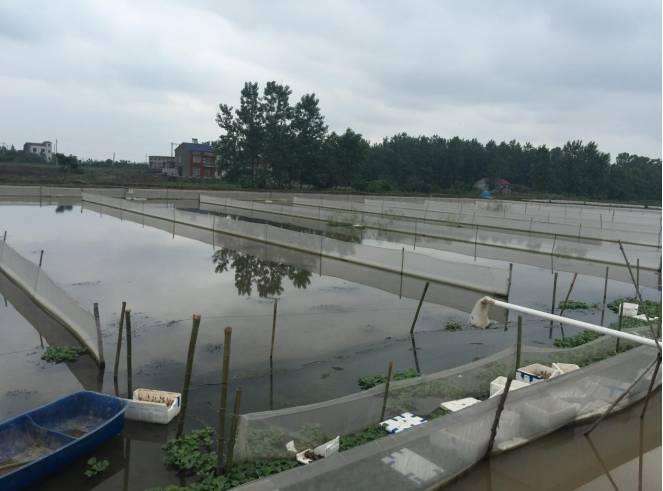 水蛭养殖场的建设方法