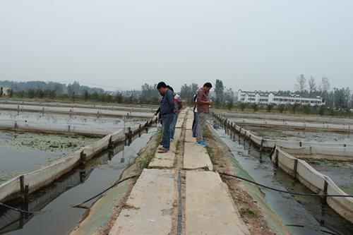 水蛭养殖池怎么建造