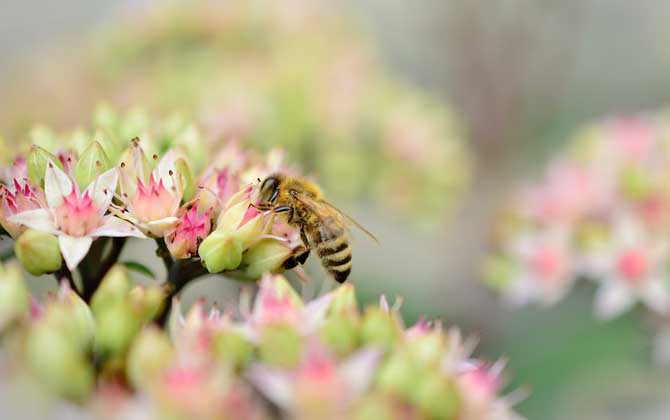 秋季蜜蜂没蜜了会跑吗？