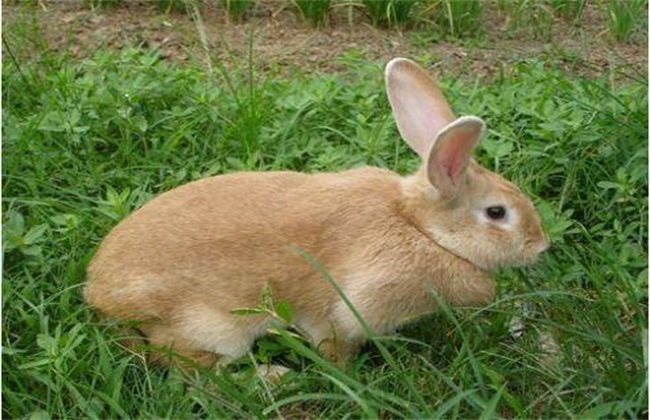 兔子养殖技术：如何挑选种兔