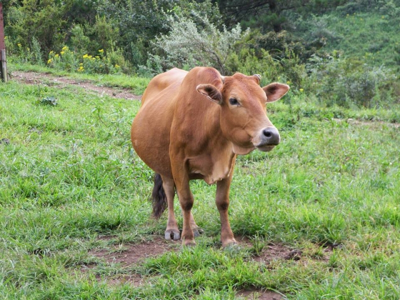 黄牛肉毒梭菌中毒症的症状及防治措施