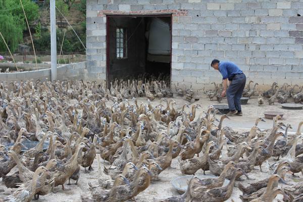 肉鸭棚舍搭建注意事项