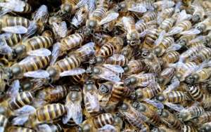 蜜蜂春繁新方法_库百科养蜂养殖