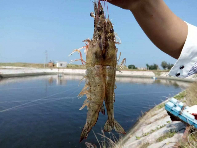 对虾微孢子虫病的防治