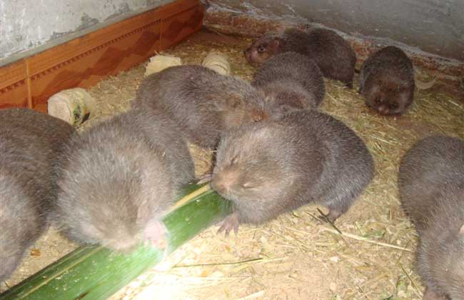 竹鼠养殖前的生物学特征