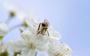 蜜蜂是怎么采蜜和酿蜜的？_库百科养蜂养殖