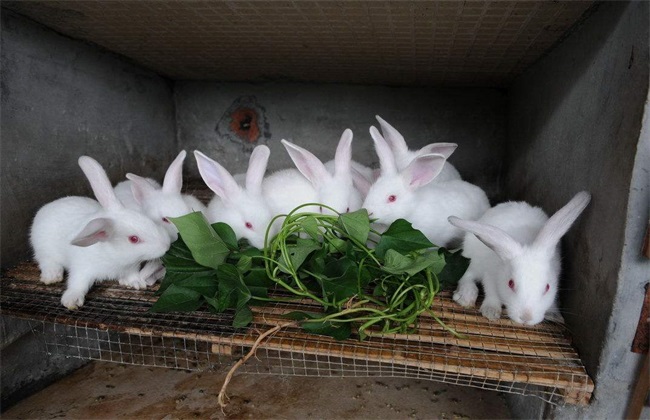 野兔养殖技术之野兔圈养饲喂管理技术
