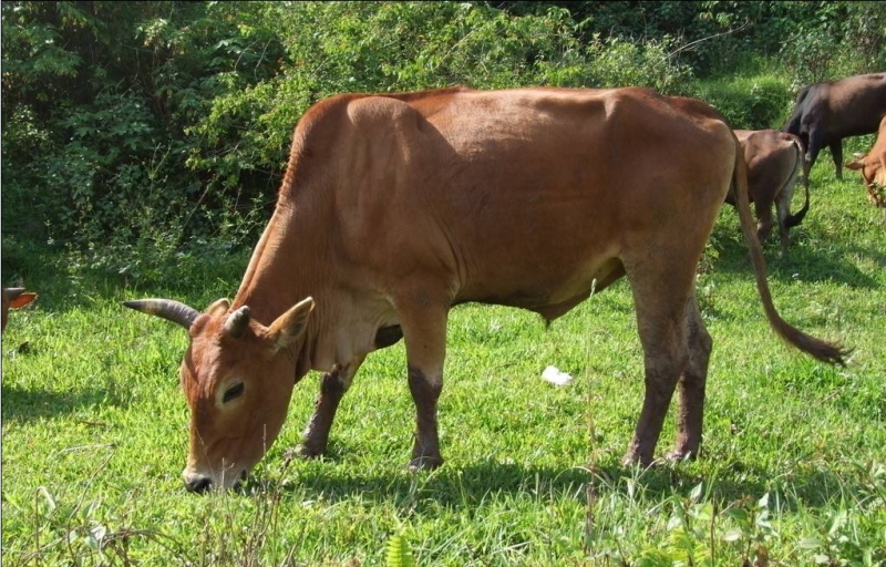 黄牛肉毒梭菌中毒症的症状及防治措施