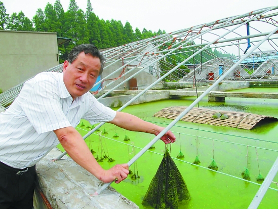 中华鳖池塘养殖技术