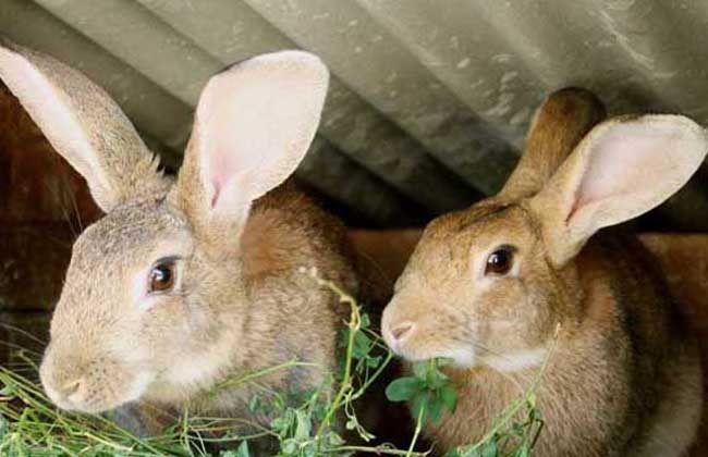 种兔养殖技术