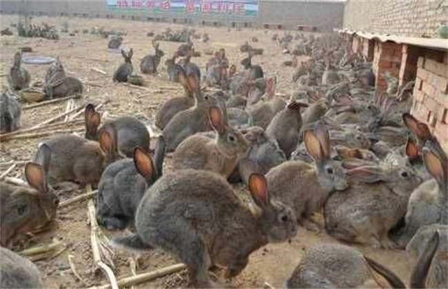  散养200只兔子养殖利润是多少？