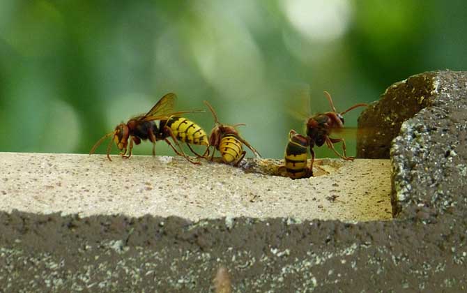 打死马蜂后马蜂会报复吗？