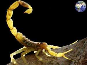 毒蝎子介绍：世界上最毒的四种毒蝎子_库百科蝎子养殖