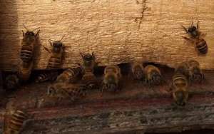 蜜蜂冲群有什么危害？_库百科养蜂养殖