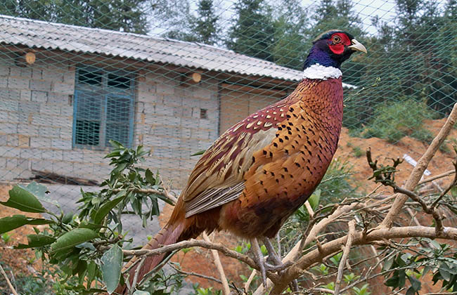 七彩山鸡养殖技术解读