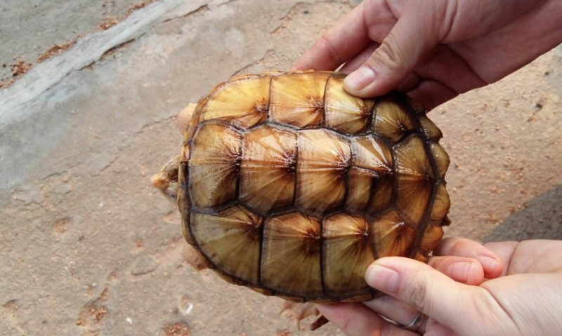 鳄鱼龟吃什么食物