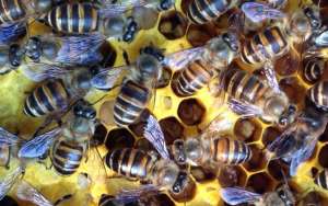 新收的蜜蜂该如何管理？_库百科养蜂养殖