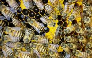 蜜蜂春繁什么时候加脾？_库百科养蜂养殖