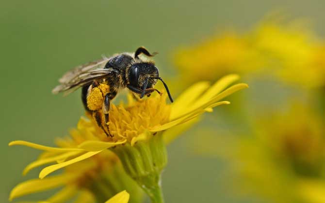 蜜蜂蛰了怎么消肿止痒？