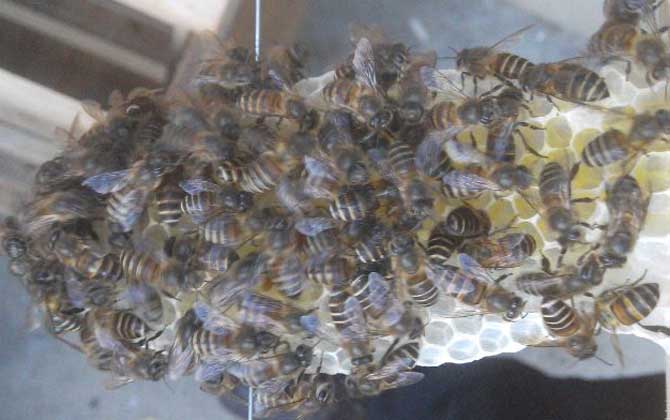 怎么引来蜜蜂自己养殖？