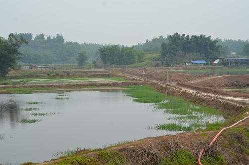 养殖小龙虾池溏建设要求