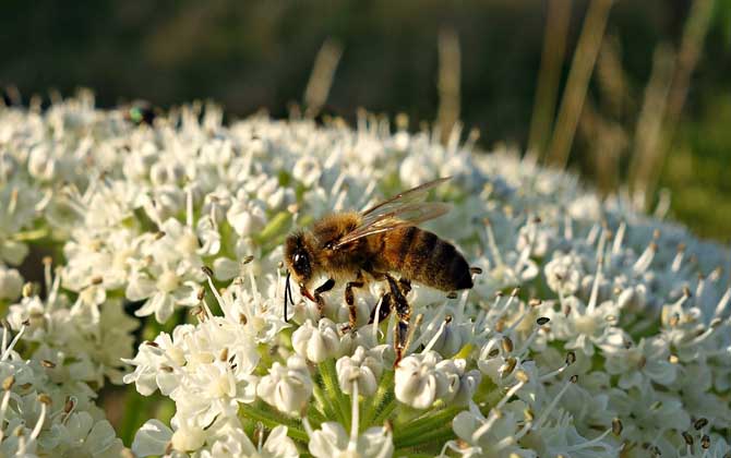 蜜蜂蛰了怎么消肿止痒？