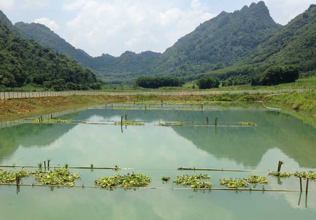 养泥鳅年收入超百万 养殖技术获专利