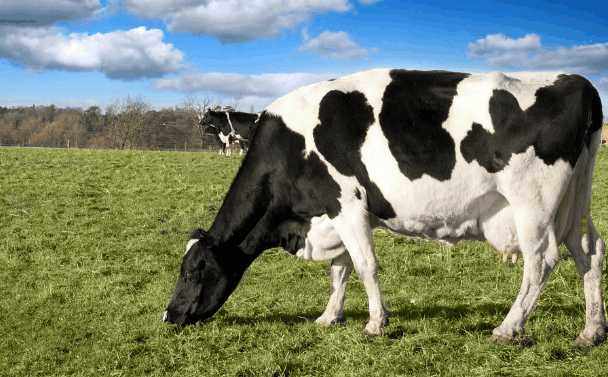 如何提高奶牛产奶量