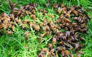 怎样才能找到野生蜜蜂窝？_库百科养蜂养殖
